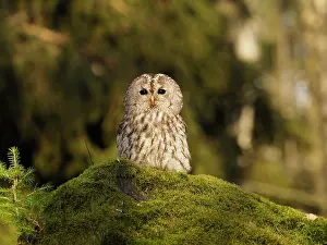 Sm280617: Brown Owl-sitting on ground, Czech Republic