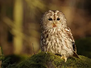 Sm280617: Brown Owl-sitting on a stump, Czech Republic