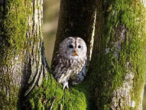 Sm280617: Brown Owl-sitting on a tree, Czech Republic