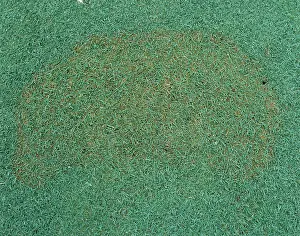 Patch: Brown patch (Rhizoctonia solani) in turfgrass