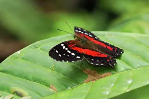 The Brown Peacock Scarlet Peacock Butterfly
