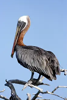 Urinator: Brown Pelican