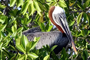 Urinator: Brown Pelican