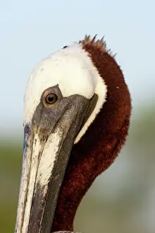 Urinator: Brown Pelican
