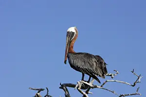Urinator: Brown Pelican