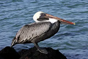 Urinator: Brown Pelican