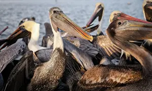 Launch: Brown Pelican