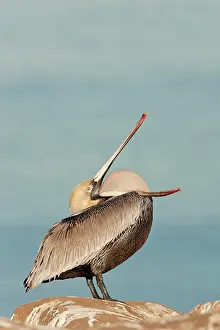 Californicus: Brown Pelican