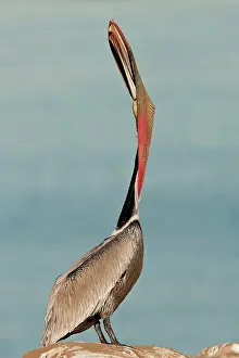 Californicus: Brown Pelican