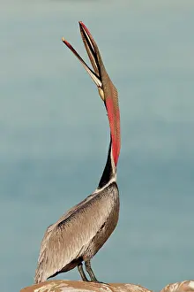 Yoga: Brown Pelican
