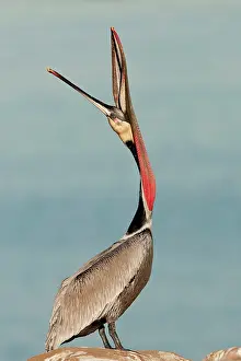 Californicus: Brown Pelican