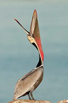 Webbed: Brown Pelican