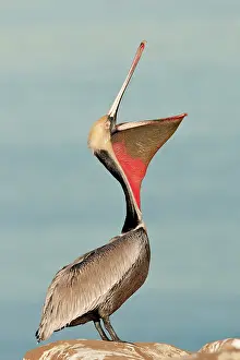 Webbed: Brown Pelican