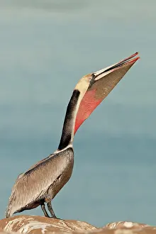 Webbed: Brown Pelican