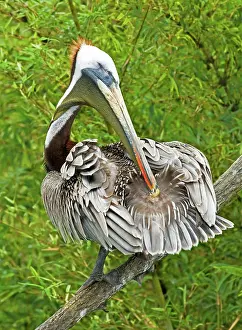 Gland: Brown Pelican