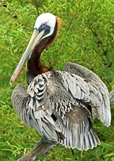 Gland: Brown Pelican