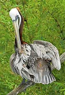 Gland: Brown Pelican