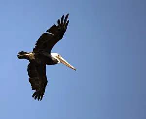 Waterbirds: Brown Pelican