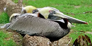 Waterbirds: Brown Pelican