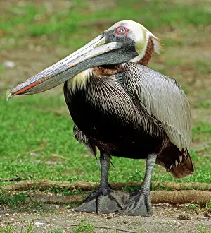 Waterbirds: Brown Pelican