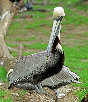 Waterbirds: Brown Pelican