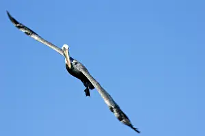 Caroline: Brown Pelican