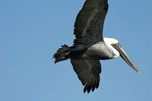 Caroline: Brown Pelican