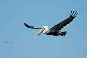 Caroline: Brown Pelican