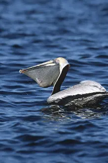 Extended: Brown Pelican