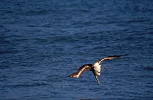 Plunge: Brown Pelican