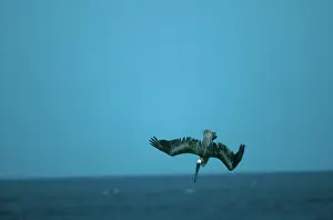 Plunge: Brown Pelican