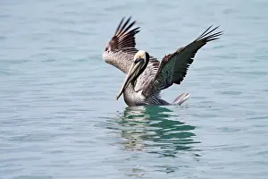 Tobago: Brown Pelican