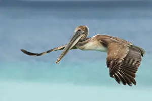 Occidentalis: Brown Pelican
