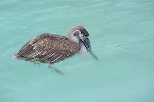 Frontview: Brown Pelican