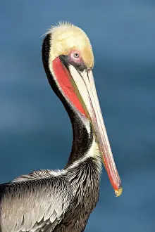 Brown Pelican - Adult in breeding plumage