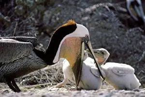 Brown Pelican - adult feeding chicks