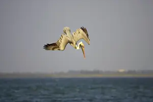 Plunge: Brown Pelican - adult plunge diving