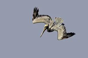 Plunge: Brown Pelican - adult plunge diving
