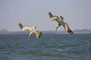 Plunge: Brown Pelican - adults in flight plunge diving