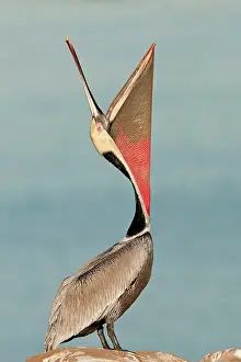 Webbed: Brown Pelican ^Beak Throw^