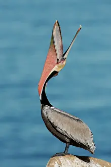 Webbed: Brown Pelican ^Bill Throw^