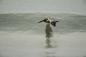 Skimming: Brown Pelican - Brown Pelican flying over the ocean