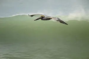 Pelicans: Brown Pelican - Brown Pelican flying over the ocean