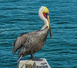Yacht: Brown pelican, Cabo San Lucas, Baja Mexico