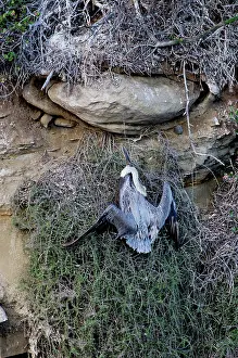 Killed: Brown Pelican Caught in Line
