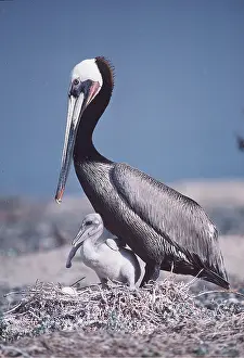 Guarding: BROWN PELICAN - & CHICK ON NEST