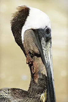 Tangled: Brown Pelican Choking on Fishing Line
