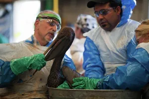 Cleaned: Brown Pelican being cleaned