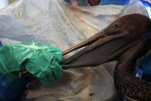 Cleaned: Brown Pelican being cleaned