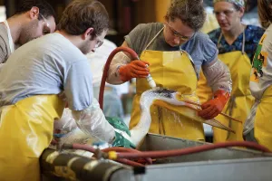 Cleaned: Brown Pelican being cleaned